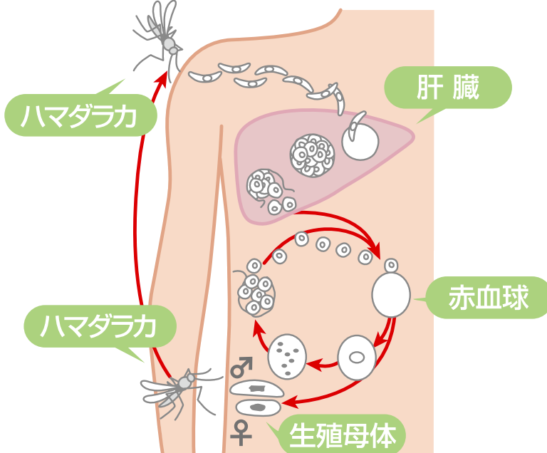 マラリア予防